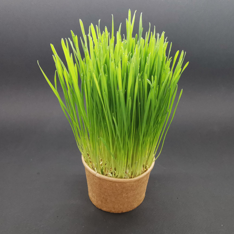 Božično žito – tradicija za praznične dni!