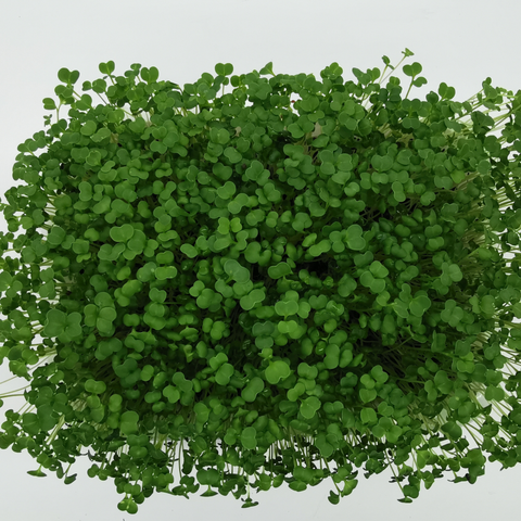 Poseben vonj mikrozelenja in kalčkov brokolija – zakaj tako "dišijo"?