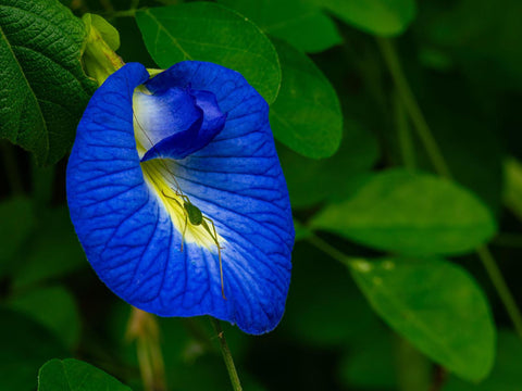 Odpoklic izdelkov Bloomy – Cvet metuljastega graha (Sweet Butterfly Pea / Clitoria ternatea)