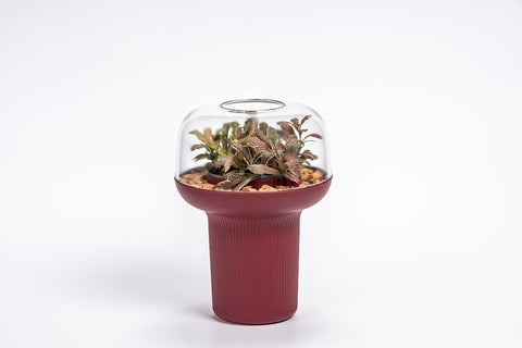 Humidarium - Humidarij