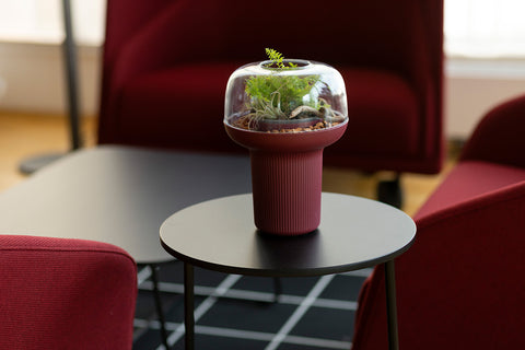 Humidarium - Humidarij