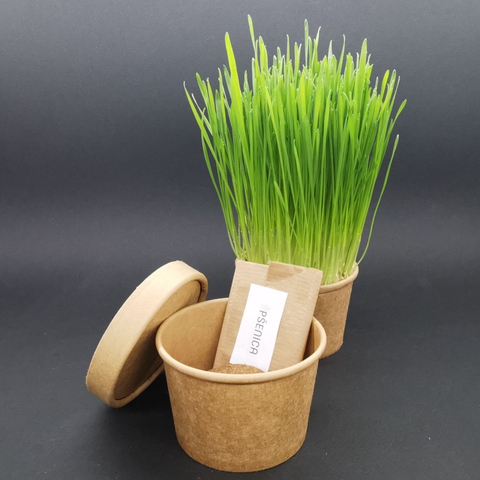 MINI Komplet - Božično žito