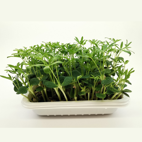 Mikrozelenje - Lupin