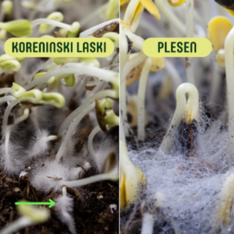koreninski_laski_vs_plesen