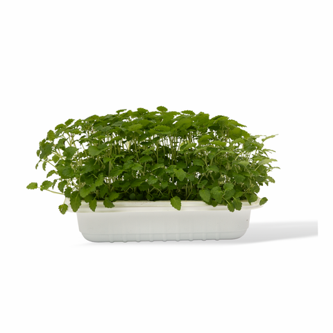 Mikrozelenje - Melisa (lemon balm)