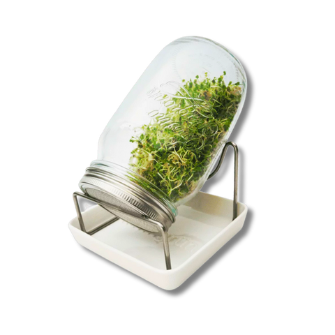 Kozarec za kaljenje Keimgrün